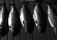 Рыбалка на Онежском озере. Ловля лосося.